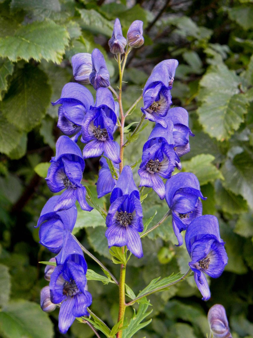 Aconitum napellus o variegatum?   Aconitum cfr. napellus